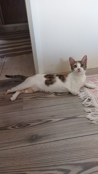 Tekir Kedi, Kedi  Luna fotoğrafı