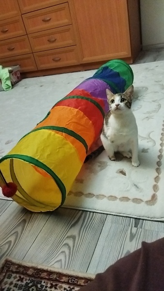 Tekir Kedi, Kedi  Luna fotoğrafı