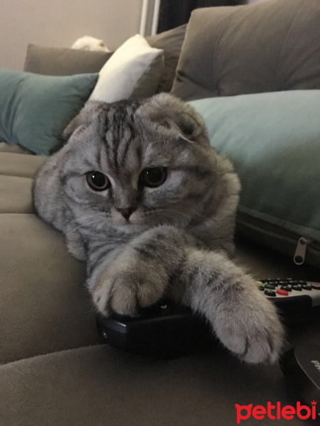 Scottish Fold, Kedi  ARYA fotoğrafı