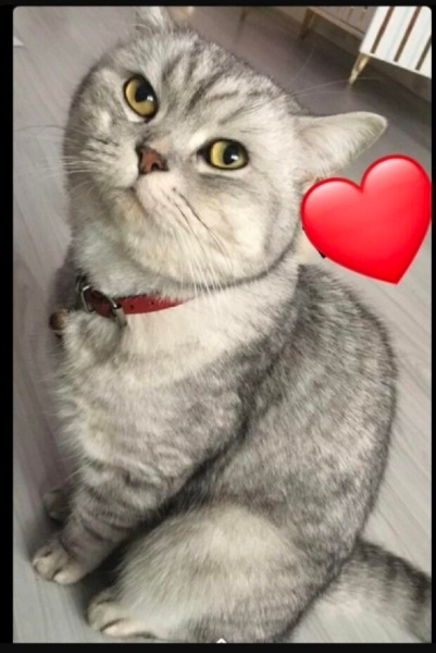 British Shorthair, Kedi  Şila fotoğrafı