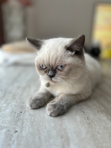 British Shorthair, Kedi  Sütlaç fotoğrafı