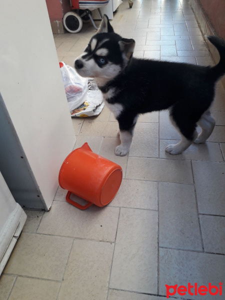 Sibirya Kurdu (Husky), Köpek  Tosun fotoğrafı