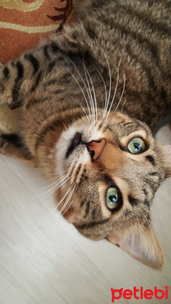 Tekir Kedi, Kedi  Bomcuk fotoğrafı