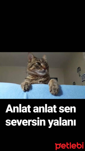Tekir Kedi, Kedi  Bomcuk fotoğrafı