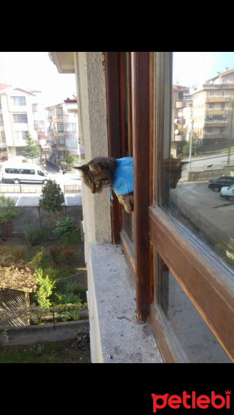 Tekir Kedi, Kedi  Bomcuk fotoğrafı