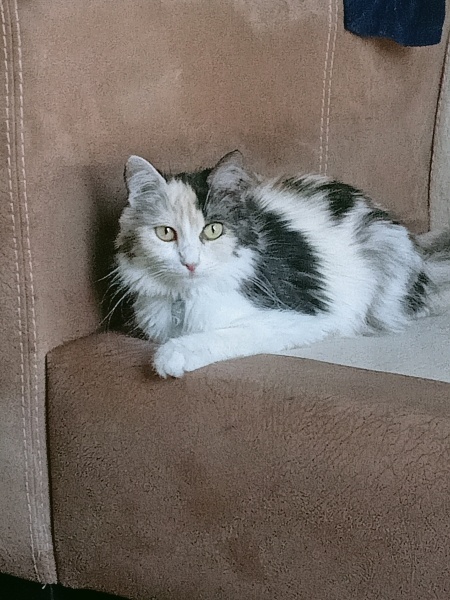 Tekir Kedi, Kedi  Yulaf fotoğrafı