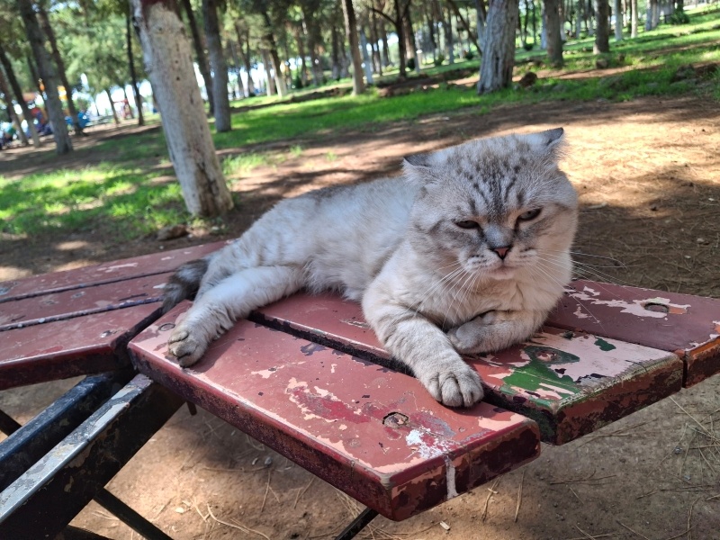 British Shorthair, Kedi  Maviş fotoğrafı