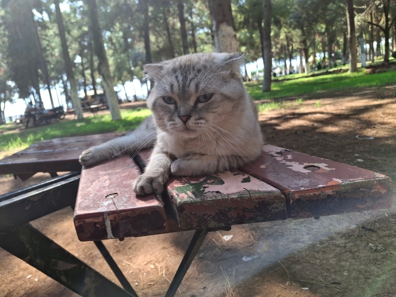 British Shorthair, Kedi  Maviş fotoğrafı