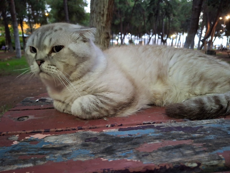 British Shorthair, Kedi  Maviş fotoğrafı