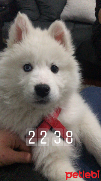 Samoyed, Köpek  White fotoğrafı
