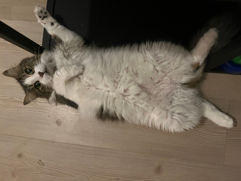 Norwegian Forest, Kedi  Juliet fotoğrafı