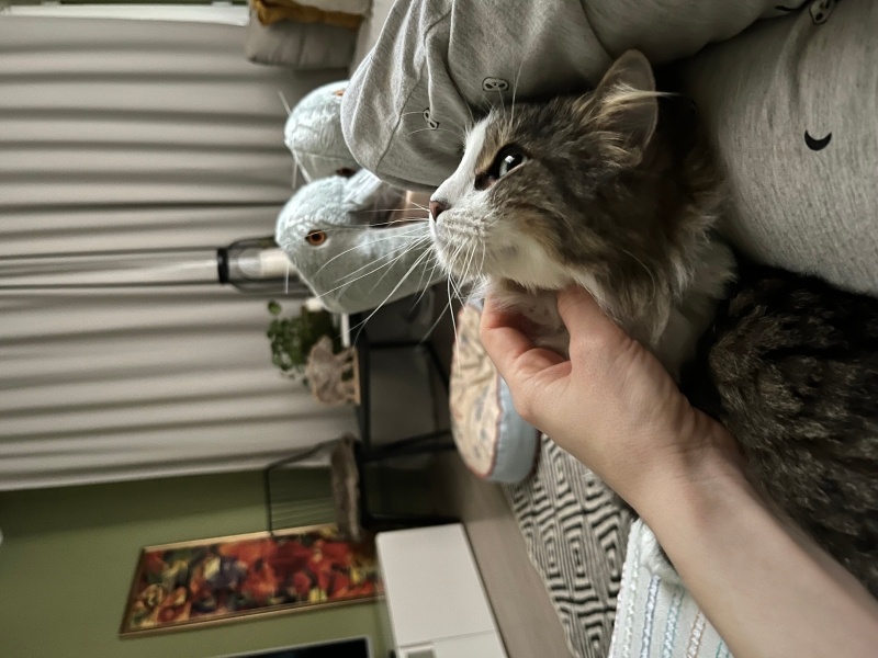 Norwegian Forest, Kedi  Juliet fotoğrafı