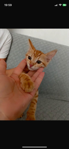 Tekir Kedi, Kedi  Fıstık fotoğrafı