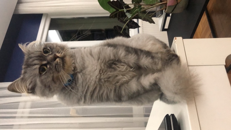 Norwegian Forest, Kedi  Lucy fotoğrafı