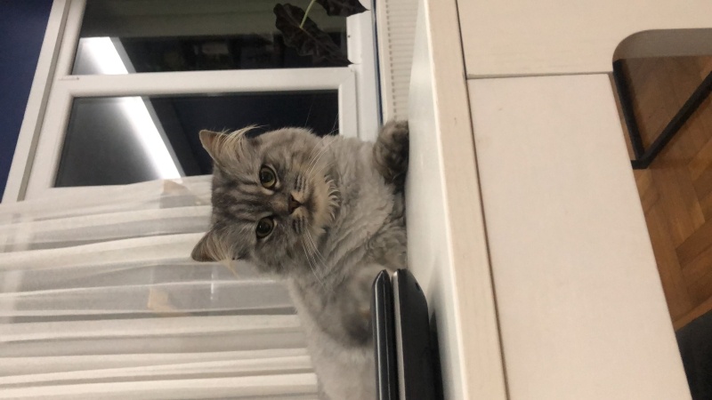 Norwegian Forest, Kedi  Lucy fotoğrafı