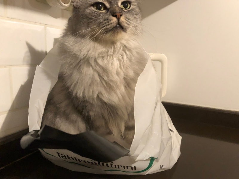 Norwegian Forest, Kedi  Lucy fotoğrafı