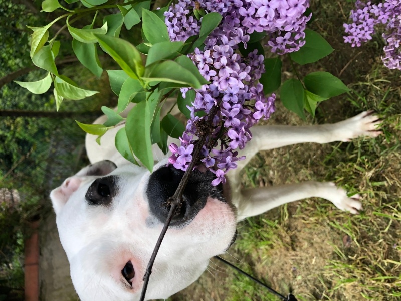 Dogo Arjantin, Köpek  Audrey fotoğrafı