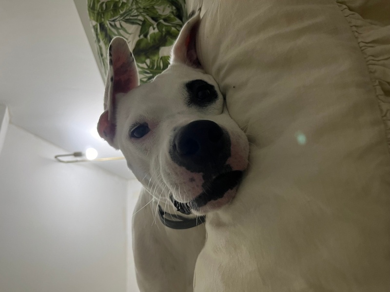 Dogo Arjantin, Köpek  Audrey fotoğrafı