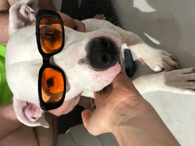Dogo Arjantin, Köpek  Audrey fotoğrafı