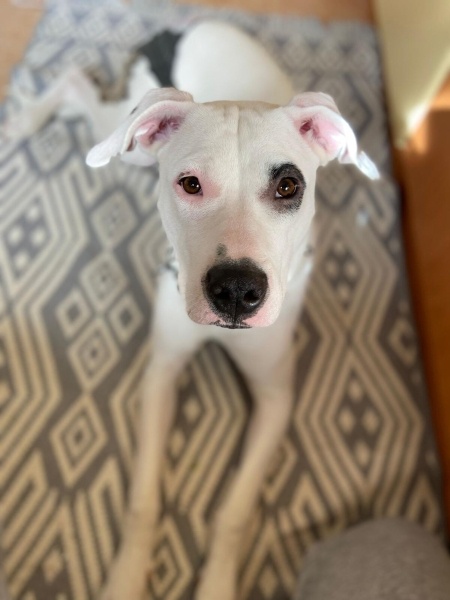 Dogo Arjantin, Köpek  Audrey fotoğrafı