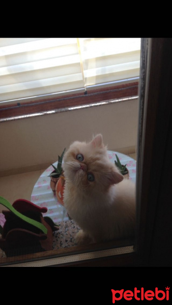 Himalayan, Kedi  Kaymak fotoğrafı