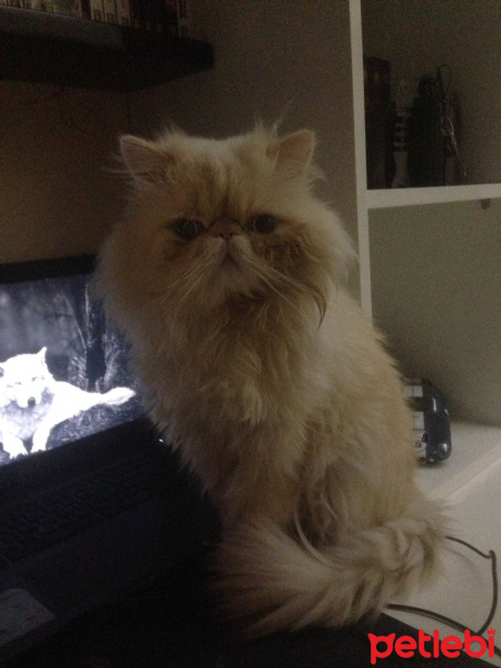 Himalayan, Kedi  Kaymak fotoğrafı