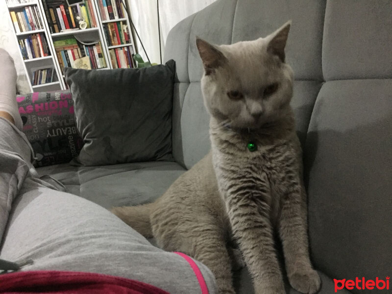 British Shorthair, Kedi  odin fotoğrafı