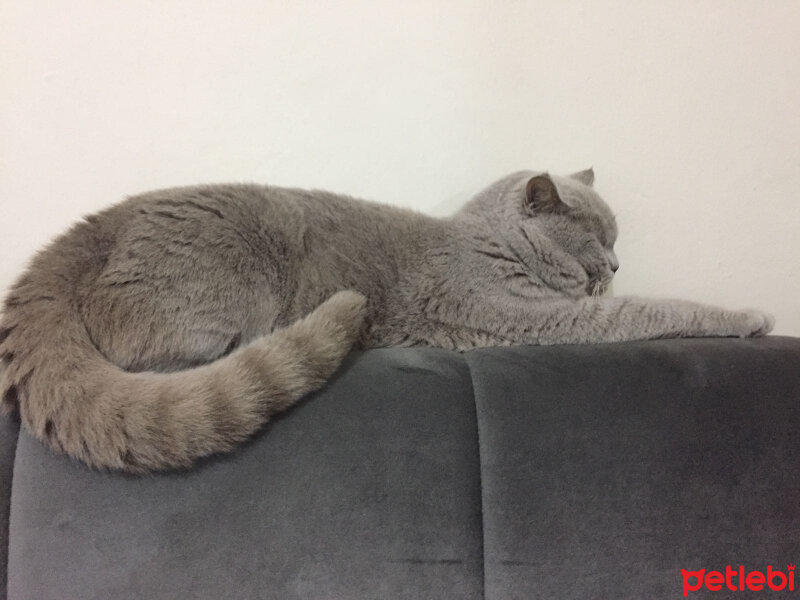 British Shorthair, Kedi  odin fotoğrafı