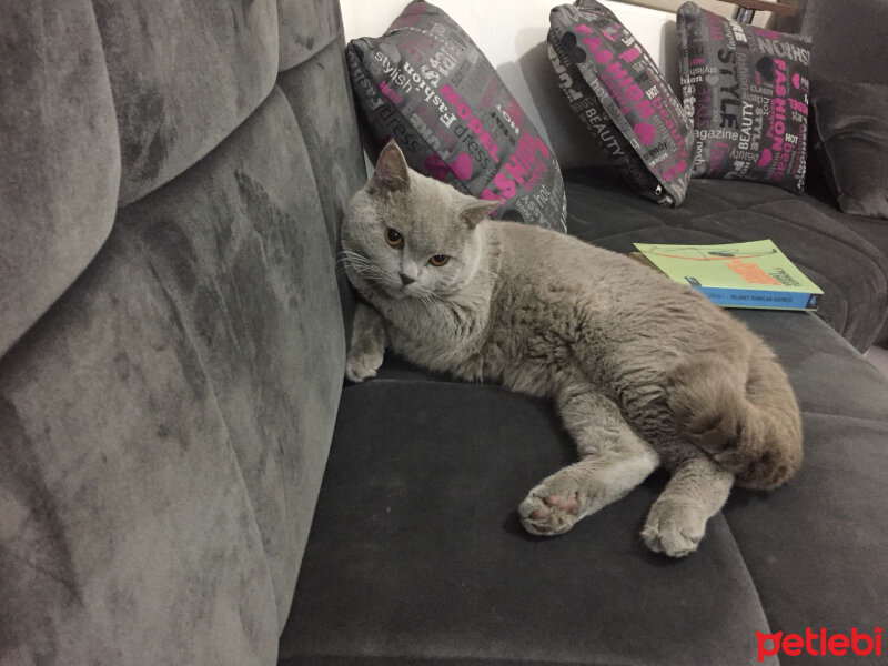 British Shorthair, Kedi  odin fotoğrafı