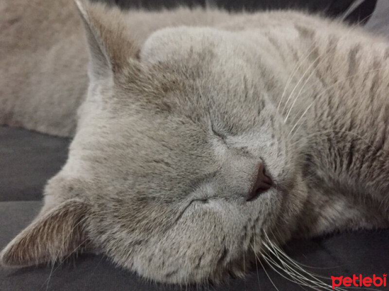 British Shorthair, Kedi  odin fotoğrafı