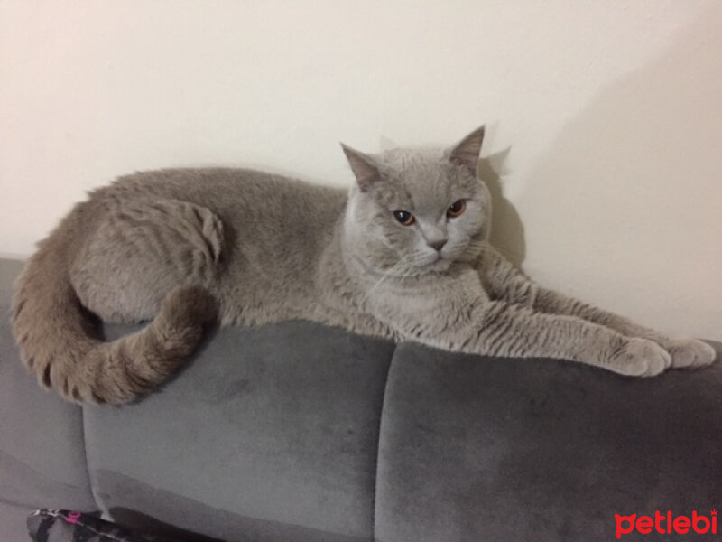 British Shorthair, Kedi  odin fotoğrafı