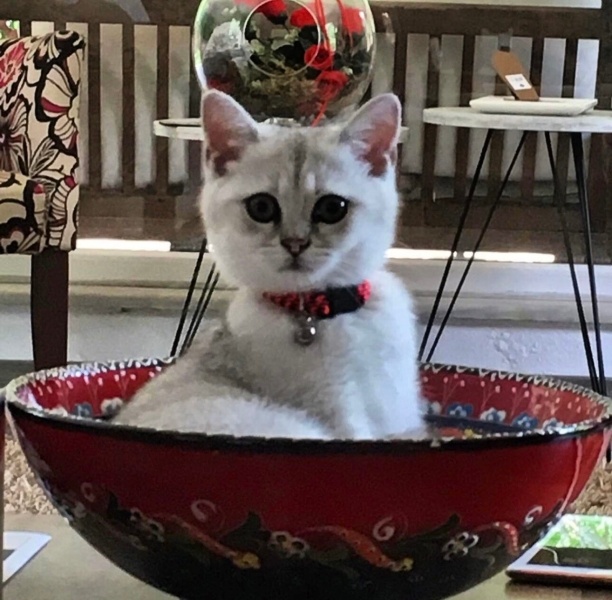 British Shorthair, Kedi  Poyraz fotoğrafı