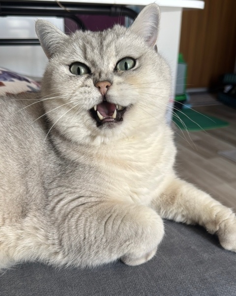 British Shorthair, Kedi  Poyraz fotoğrafı