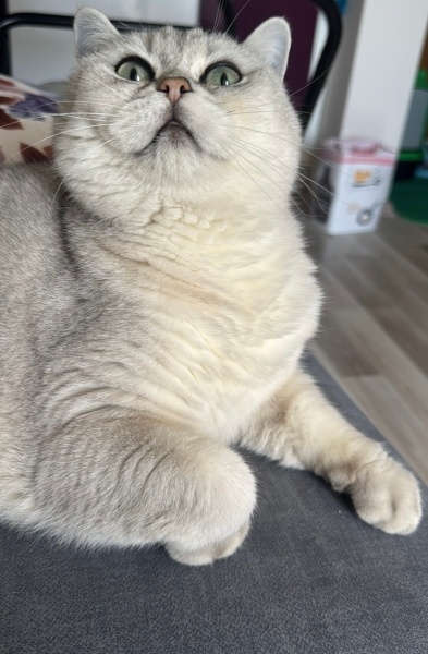 British Shorthair, Kedi  Poyraz fotoğrafı