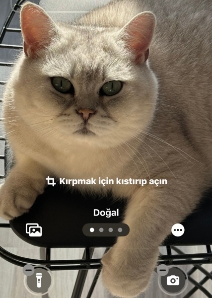 British Shorthair, Kedi  Poyraz fotoğrafı
