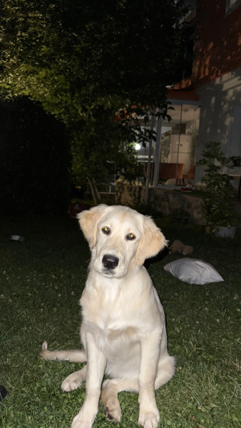 Golden Retriever, Köpek  Nova fotoğrafı
