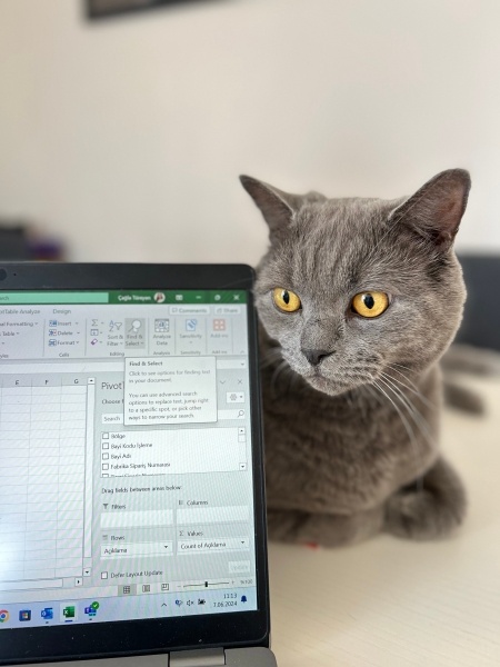 British Shorthair, Kedi  Snape fotoğrafı