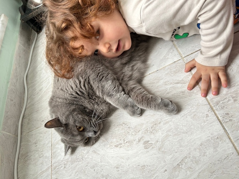 British Shorthair, Kedi  Snape fotoğrafı