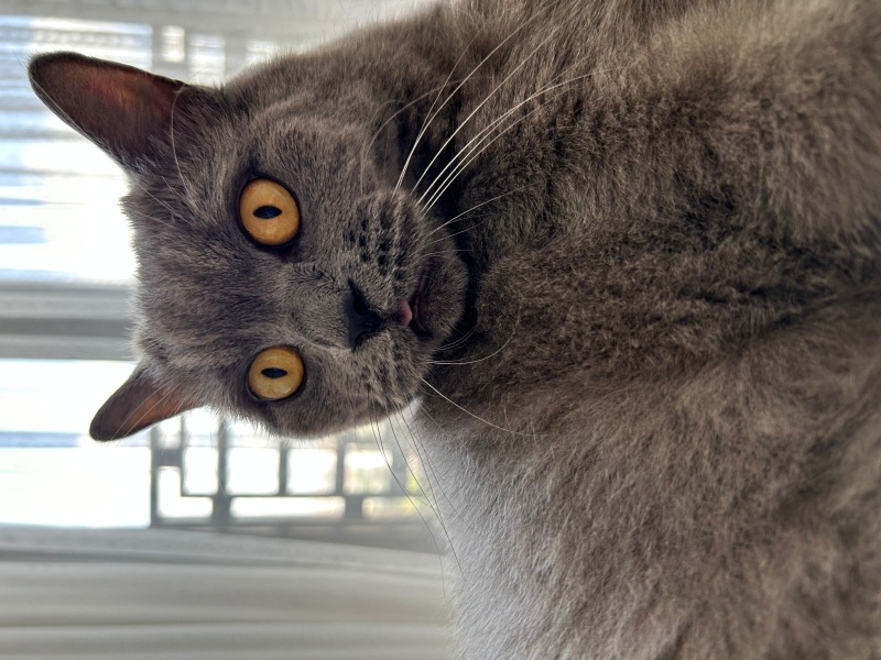 British Shorthair, Kedi  Snape fotoğrafı