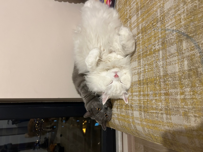 British Shorthair, Kedi  Snape fotoğrafı