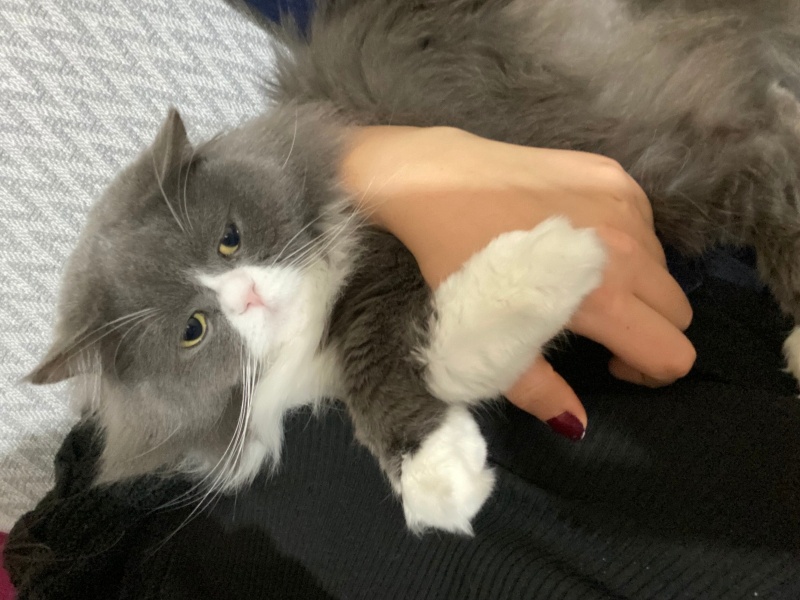 British Longhair, Kedi  Ares fotoğrafı