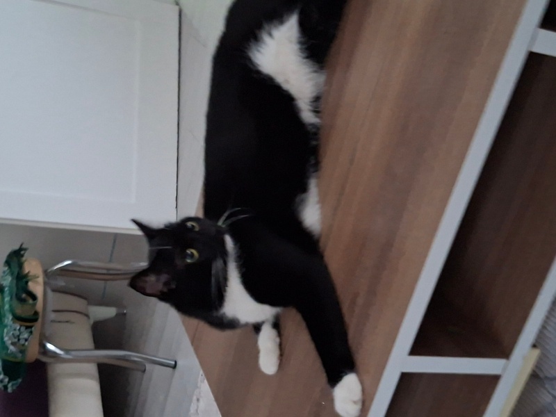 Tuxedo (Smokin) Kedi, Kedi  Şans fotoğrafı