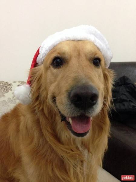 Golden Retriever, Köpek  efes fotoğrafı