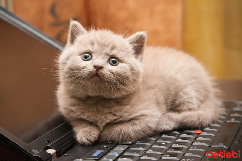 British Shorthair, Kedi  sherlock fotoğrafı