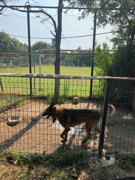 Belçika Malinois, Köpek  Tom fotoğrafı