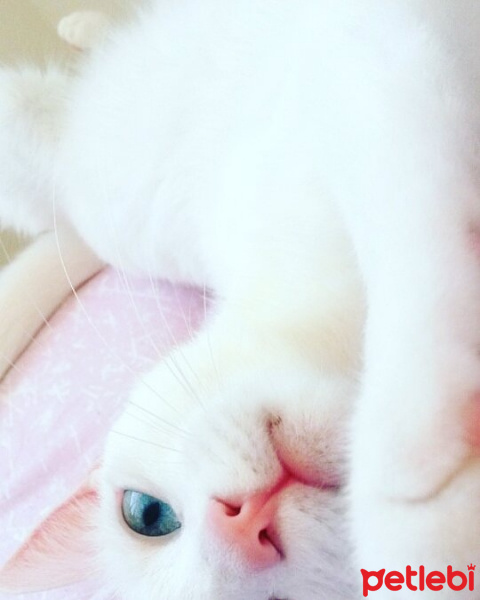 Ankara Kedisi, Kedi  MİA fotoğrafı