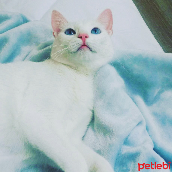 Ankara Kedisi, Kedi  MİA fotoğrafı