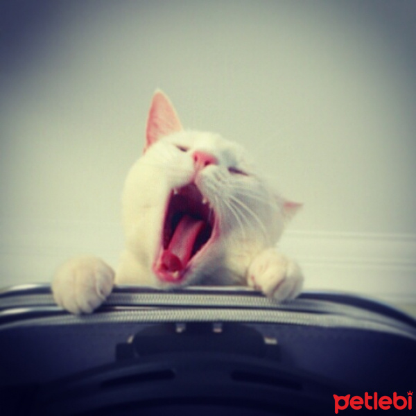 Ankara Kedisi, Kedi  MİA fotoğrafı