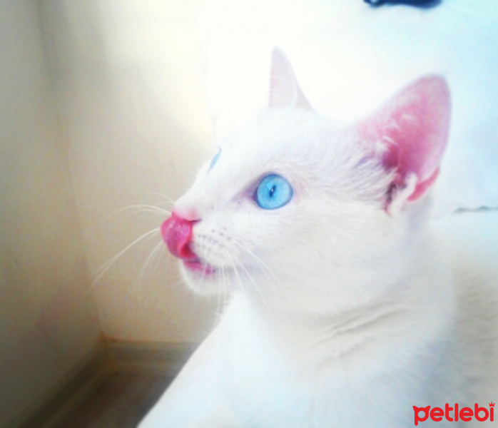 Ankara Kedisi, Kedi  MİA fotoğrafı