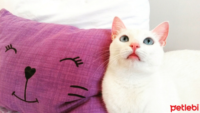 Ankara Kedisi, Kedi  MİA fotoğrafı